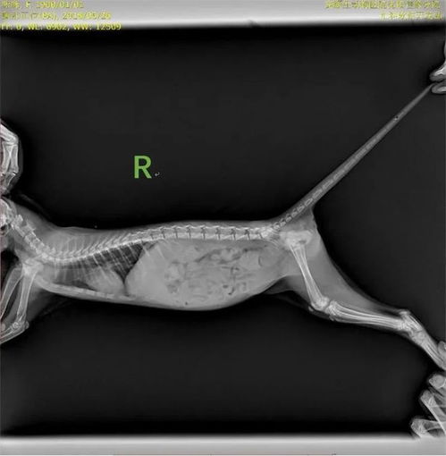 一例猫中枢神经疾病的中医治疗