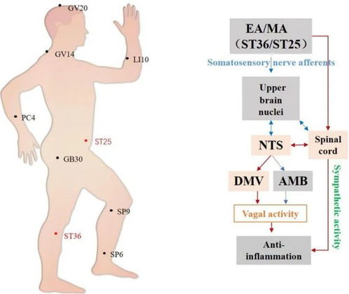 针灸,古老智慧在现代神经科学中的复兴