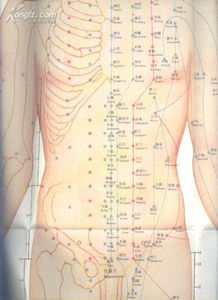 标准针灸穴挂图 三张图 中文说明书 90年全开1版1印