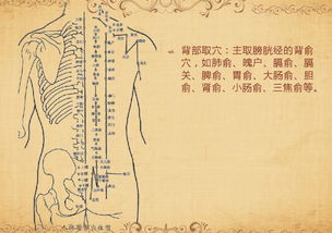 针灸与减肥 传统医学的现代应用